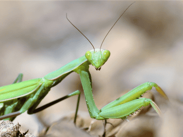 La llegada de una mantis religiosa a una casa puede despertar curiosidad tanto por su peculiar aspecto como por las creencias que la rodean. CANVA