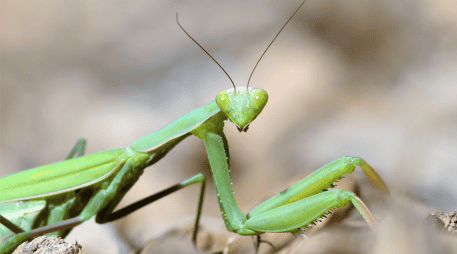 La llegada de una mantis religiosa a una casa puede despertar curiosidad tanto por su peculiar aspecto como por las creencias que la rodean. CANVA