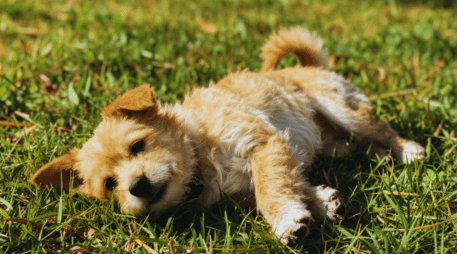 Para que los perros disfruten del sol sin riesgos, se recomienda limitar sus siestas solares a un máximo de veinte a treinta minutos diarios. ESPECIAL / CANVA