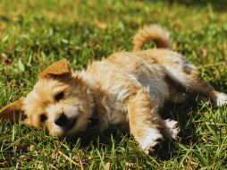 Para que los perros disfruten del sol sin riesgos, se recomienda limitar sus siestas solares a un máximo de veinte a treinta minutos diarios. ESPECIAL / CANVA