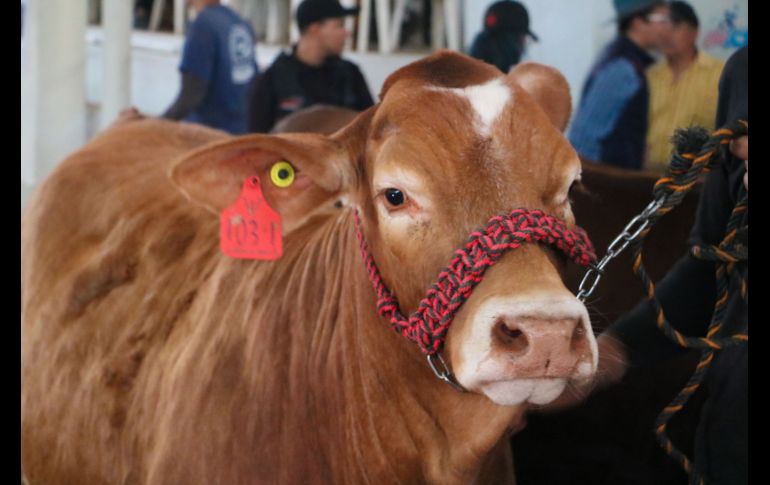 Autoridades recordaron que es importante reportar si se detecta la presencia de larvas o lesiones sospechosas en algún animal. EL INFORMADOR/ARCHIVO