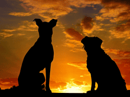 Diversas investigaciones indican que, en promedio, los perros mestizos suelen vivir más tiempo que muchas razas puras. CANVA