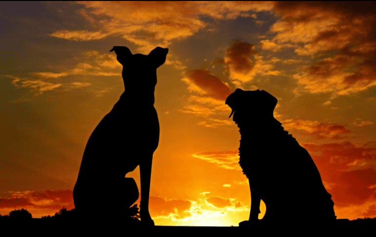 Diversas investigaciones indican que, en promedio, los perros mestizos suelen vivir más tiempo que muchas razas puras. CANVA