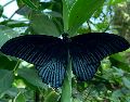 El significado que cada persona atribuye a la visita de una mariposa negra dependerá de sus creencias, su cultura y la manera en que decida interpretar ese encuentro. UNSPLASH