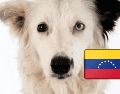 El perro Tsunami sigue caminando entre los escombros de Venezuela para encontrar a personas desaparecidas tras los terremotos. INSTAGRAM / @venezueladeayer