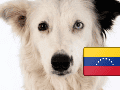 El perro Tsunami sigue caminando entre los escombros de Venezuela para encontrar a personas desaparecidas tras los terremotos. INSTAGRAM / @venezueladeayer