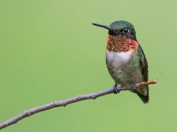 Los colibríes, científicamente agrupados en la familia Trochilidae, son aves endémicas y exclusivas de América.  ESPECIAL / CANVA