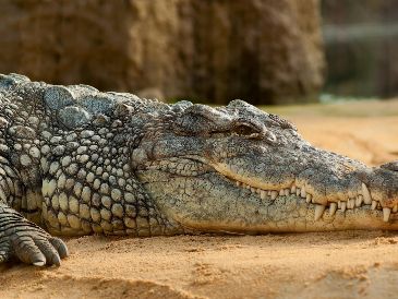 Los ataques de cocodrilos en Puerto Vallarta son un riesgo que todo turista debe conocer. ESPECIAL/PIXABAY