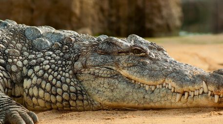 Los ataques de cocodrilos en Puerto Vallarta son un riesgo que todo turista debe conocer. ESPECIAL/PIXABAY
