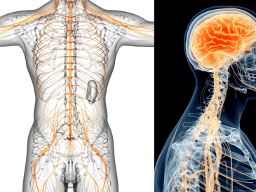 El nervio vago forma parte del sistema nervioso parasimpático, encargado de favorecer el descanso, la recuperación y el equilibrio del organismo después de situaciones de tensión. CANVA