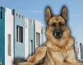 Descubre las mejores razas de perros guardianes para proteger tu hogar en México. ESPECIAL/Canva