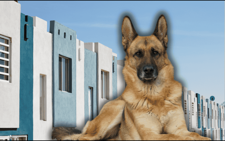 Descubre las mejores razas de perros guardianes para proteger tu hogar en México. ESPECIAL/Canva