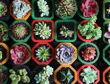 Al darles la cálida bienvenida en casa, no solo se adoptan seres vivos maravillosos que purifican el aire, sino que se crea un santuario personal vibrante, diseñado específicamente para que la abundancia florezca. Unsplash