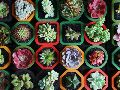 Al darles la cálida bienvenida en casa, no solo se adoptan seres vivos maravillosos que purifican el aire, sino que se crea un santuario personal vibrante, diseñado específicamente para que la abundancia florezca. Unsplash