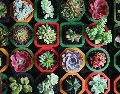 Al darles la cálida bienvenida en casa, no solo se adoptan seres vivos maravillosos que purifican el aire, sino que se crea un santuario personal vibrante, diseñado específicamente para que la abundancia florezca. Unsplash