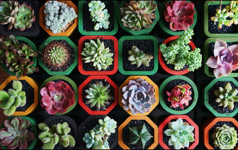 Al darles la cálida bienvenida en casa, no solo se adoptan seres vivos maravillosos que purifican el aire, sino que se crea un santuario personal vibrante, diseñado específicamente para que la abundancia florezca. Unsplash