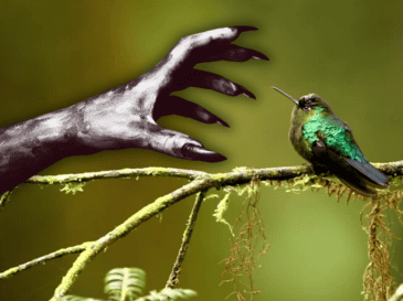 Desvincular al colibrí de la brujería es el primer paso fundamental para garantizar su supervivencia. ESPECIAL / CANVA
