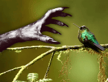 Desvincular al colibrí de la brujería es el primer paso fundamental para garantizar su supervivencia. ESPECIAL / CANVA
