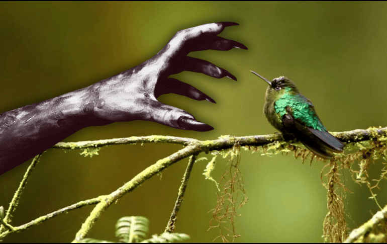 Desvincular al colibrí de la brujería es el primer paso fundamental para garantizar su supervivencia. ESPECIAL / CANVA