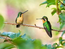 Desde una perspectiva cultural y espiritual, la mayoría de las leyendas americanas coinciden en que los colibríes no deben ser capturados, ya que representan la libertad, el equilibrio y la conexión entre el mundo natural y el espiritual. UNSPLASH