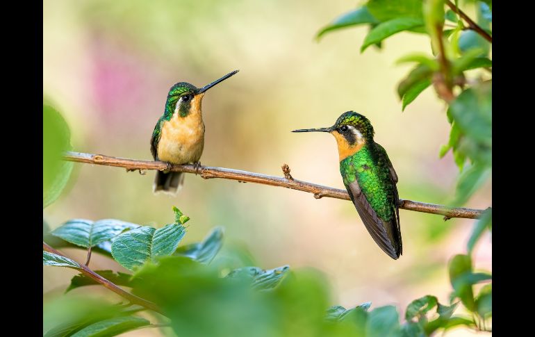 Desde una perspectiva cultural y espiritual, la mayoría de las leyendas americanas coinciden en que los colibríes no deben ser capturados, ya que representan la libertad, el equilibrio y la conexión entre el mundo natural y el espiritual. UNSPLASH