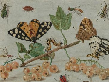 Hasta ahora, la ciencia ha descrito (nombrado y caracterizado) alrededor de 1,2 millones de especies de insectos y se sabe que quedan muchas más por descubrir. Unsplash