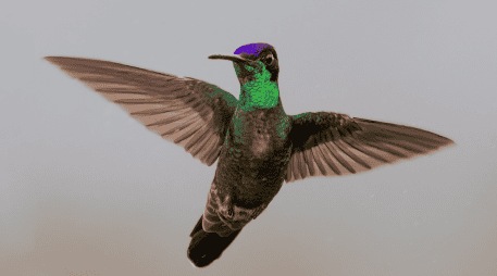 Con más de 360 especies distribuidas únicamente en el continente americano, estas aves continúan maravillando tanto a científicos como a observadores de naturaleza.  CANVA
