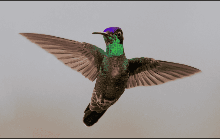 Con más de 360 especies distribuidas únicamente en el continente americano, estas aves continúan maravillando tanto a científicos como a observadores de naturaleza.  CANVA