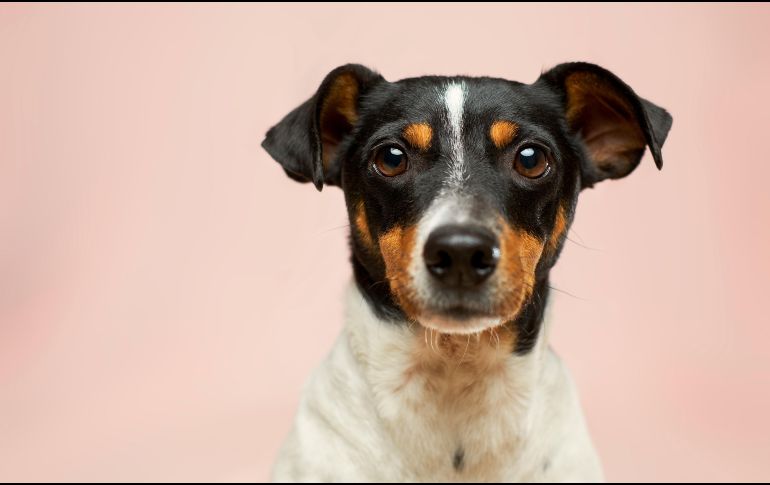Sacar al perro con mayor frecuencia, proteger las zonas donde duerme y acudir al veterinario ante signos de incontinencia son medidas clave. Unsplash