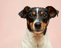 Sacar al perro con mayor frecuencia, proteger las zonas donde duerme y acudir al veterinario ante signos de incontinencia son medidas clave. Unsplash