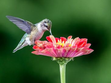 Es sumamente importante evitar utilizar pesticidas alrededor de las plantas. UNSPLASH / E. EWING