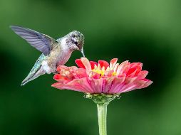 Es sumamente importante evitar utilizar pesticidas alrededor de las plantas. UNSPLASH / E. EWING