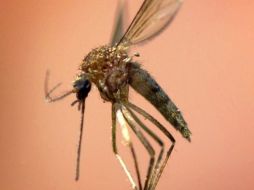 El paludismo comparte síntomas con el dengue, pero es transmitido por una especie diferente de mosquito y cuenta con tratamientos específicos para su cura. AP/Archivo