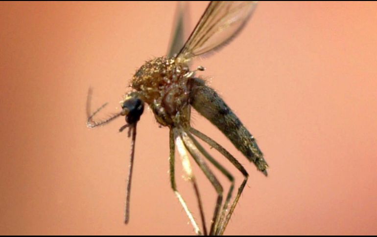 El paludismo comparte síntomas con el dengue, pero es transmitido por una especie diferente de mosquito y cuenta con tratamientos específicos para su cura. AP/Archivo