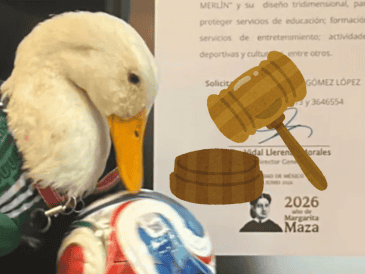 La inspiración detrás de esta reforma es el famoso Pato Merlín, un ave que se convirtió en celebridad durante el Mundial 2026. INSTAGRAM / @soyelpatomerlin