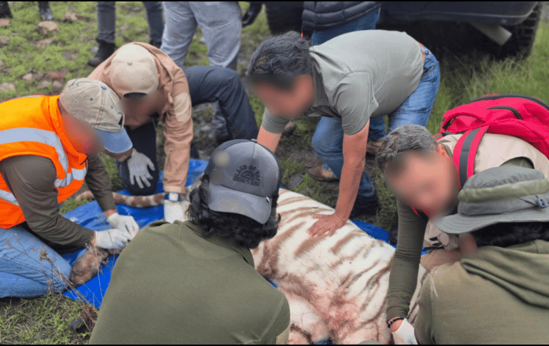 Los veterinarios evalúan el impacto del tigre blanco rescatado en Tepetlaoxtoc, como el estrés extremo, la deshidratación y la falta de alimento adecuado durante días. X / @PROFEPA_Mx