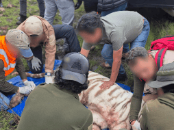 Los veterinarios evalúan el impacto del tigre blanco rescatado en Tepetlaoxtoc, como el estrés extremo, la deshidratación y la falta de alimento adecuado durante días. X / @PROFEPA_Mx