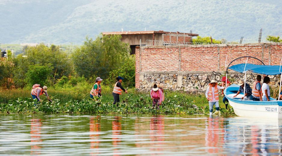 El alcalde Gerardo Quirino Velázquez encabezó la primera Macro Brigada de limpieza de la Laguna de Cajititlán. ESPECIAL