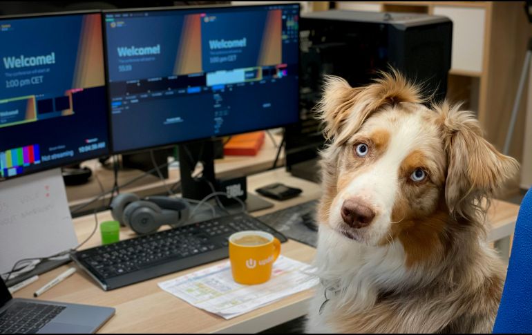 Llevar al perro al trabajo mejora el clima laboral y reduce el estrés. Conocer los cinco datos imprescindibles resulta vital para que esta experiencia sea un éxito total tanto para la mascota como para los compañeros. Unsplash