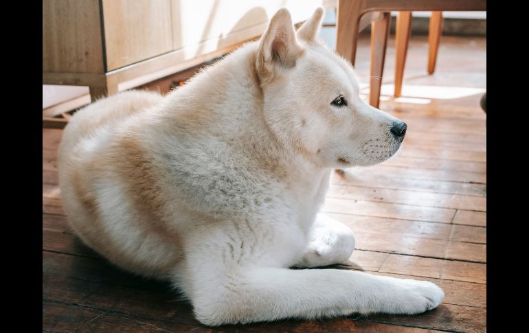 Hay perros que no sólo ofrecen una compañía incondicional, sino que poseen características biológicas y de temperamento idóneas para la protección. ESPECIAL/PEXELS
