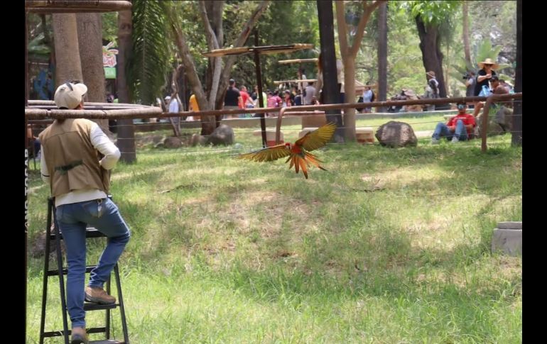 La emoción del futbol y la diversión se unen en esta increíble promoción del Zoológico Guadalajara. INSTAGRAM/zoologicoguadalajara
