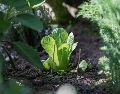 El combinar ciertas plantas puede ser efectivo para alejar las plagas de tu hogar. UNSPLASH / A. LERGIER