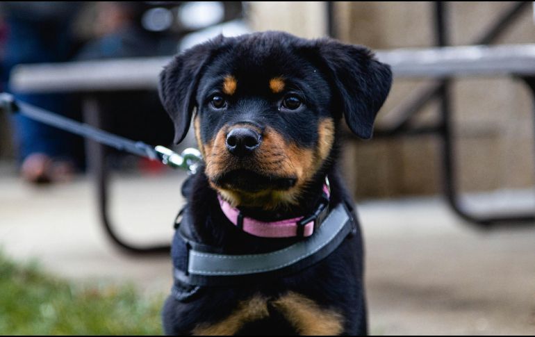 Aprende a entrenar a tu perro como guardián del hogar con técnicas de refuerzo positivo, obediencia básica y socialización temprana, garantizando la seguridad y el bienestar de toda tu familia. Unsplash