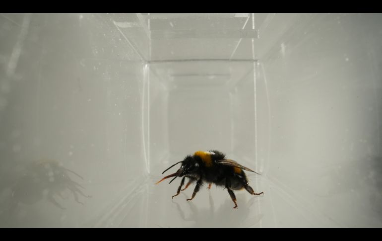 Los resultados aportan pruebas de que ciertas reacciones orofaciales reflejan la evaluación afectiva en los abejorros. EFE / BEE LAB