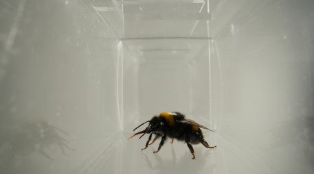 Los resultados aportan pruebas de que ciertas reacciones orofaciales reflejan la evaluación afectiva en los abejorros. EFE / BEE LAB