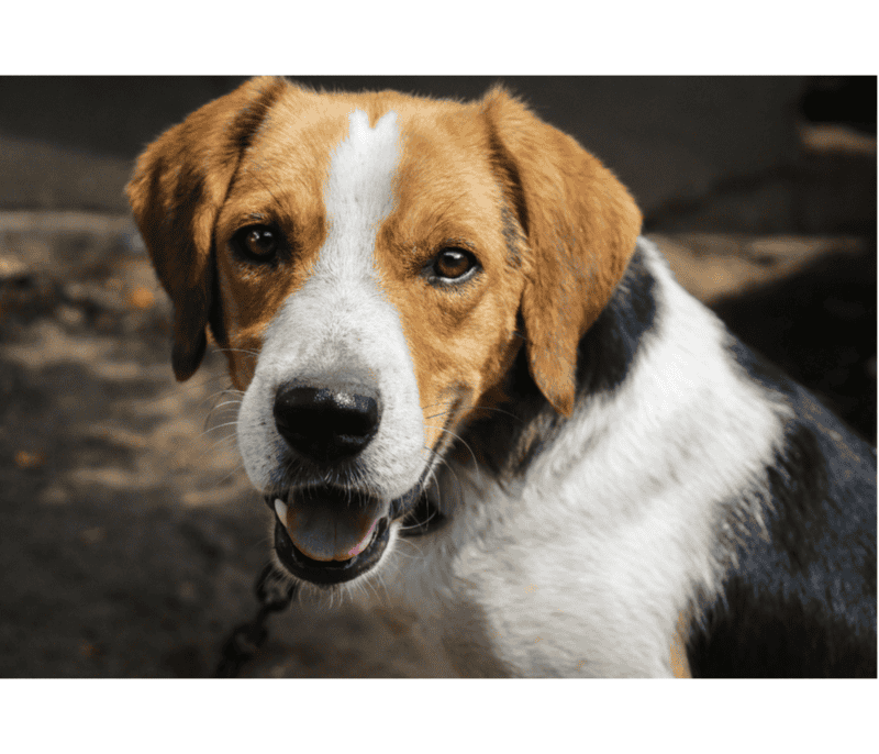 &nbsp; Es un perro inteligente, alegre y extrovertido, pero también tiene una naturaleza bastante traviesa. CANVA