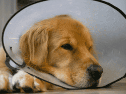 Observar los cambios en el comportamiento de una mascota es una de las herramientas más valiosas para cualquier tutor. CANVA