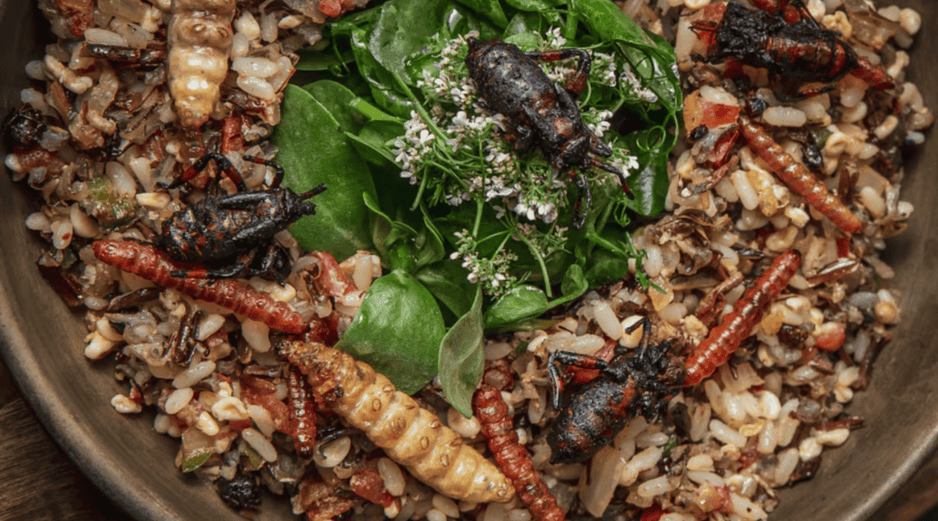 Cada uno de estos insectos se recolecta en temporadas específicas y en diferentes estados de la República. SUN / E. SILVA