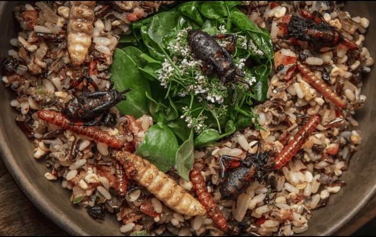 Cada uno de estos insectos se recolecta en temporadas específicas y en diferentes estados de la República. SUN / E. SILVA