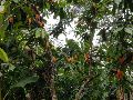 Muchas fincas peruanas cultivan variedades de cacao silvestres y semisilvestres que no han sido alteradas. EFE / UNIVERSIDAD DE LAS INDIAS OCCIDENTALES